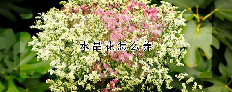 水晶花怎么養