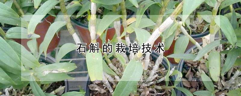 石斛的栽培技術(shù)