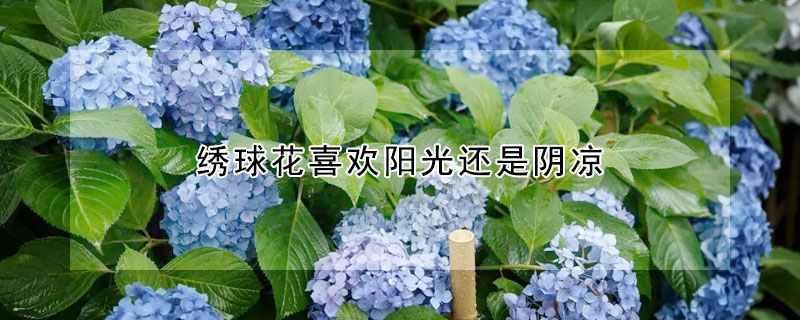 繡球花喜歡陽(yáng)光還是陰涼