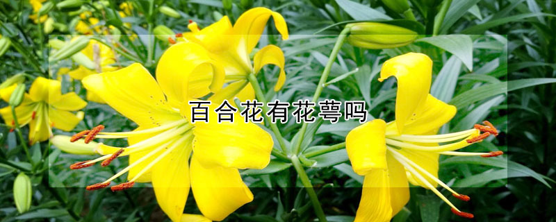 百合花有花萼嗎