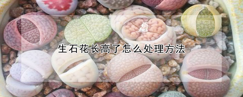 生石花長高了怎么處理方法