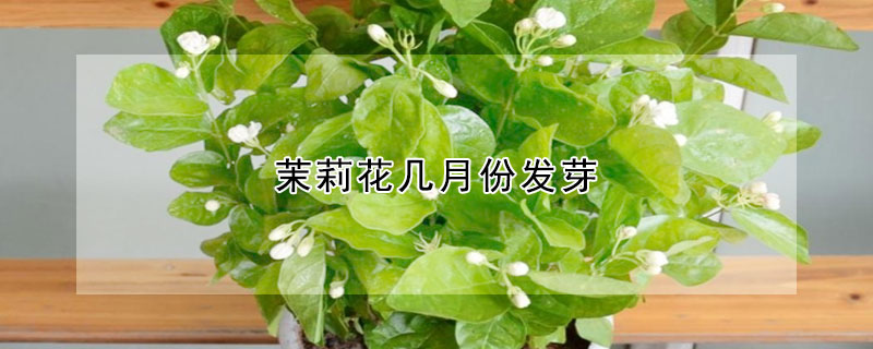 茉莉花幾月份發(fā)芽