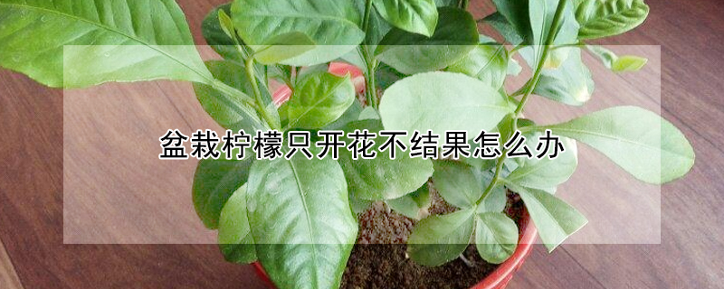 盆栽檸檬只開花不結果怎么辦