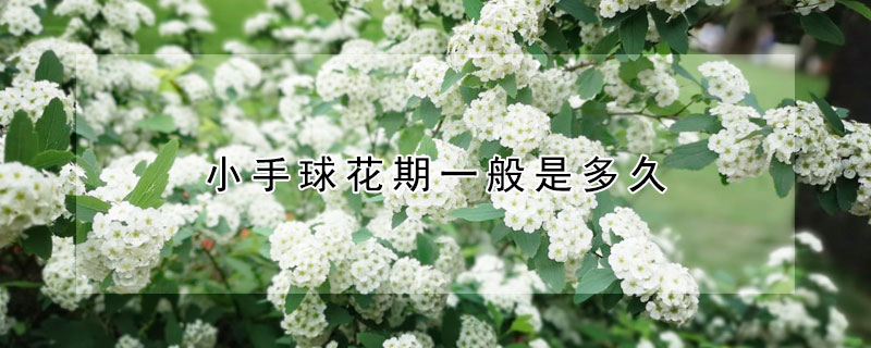 小手球花期一般是多久