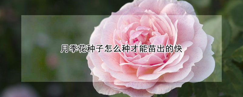 月季花種子怎么種才能苗出的快