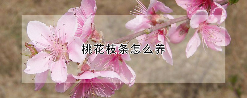 桃花枝條怎么養(yǎng)