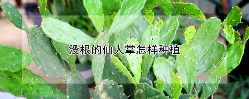 沒根的仙人掌怎樣種植