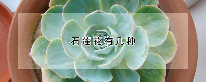 石蓮花有幾種