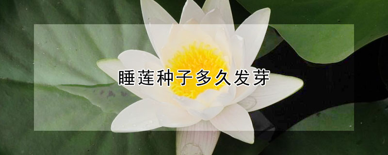 睡蓮種子多久發芽