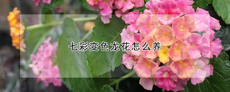 七彩變色龍花怎么養