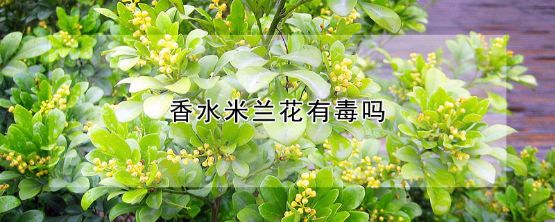 香水米蘭花有毒嗎