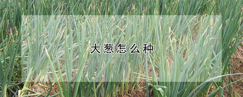 大蔥怎么種