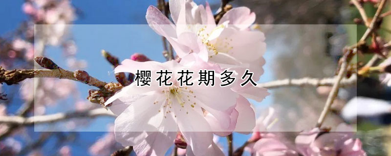 櫻花花期多久