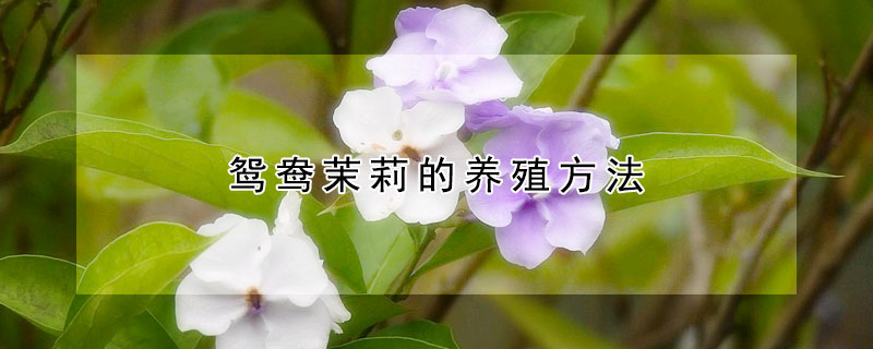 鴛鴦茉莉的養(yǎng)殖方法