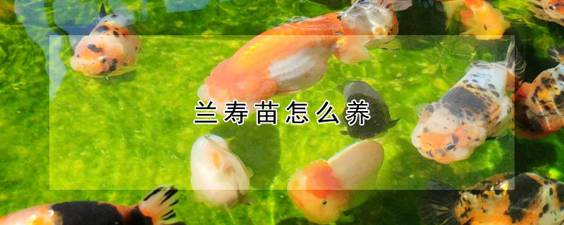 蘭壽苗怎么養(yǎng)