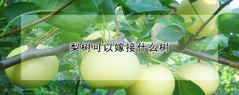 梨樹可以嫁接什么樹