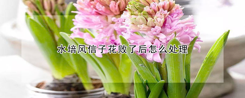 水培風信子花敗了后怎么處理