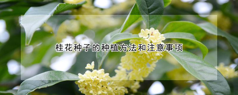 桂花種子的種植方法和注意事項