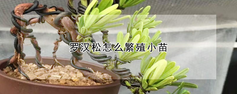 羅漢松怎么繁殖小苗