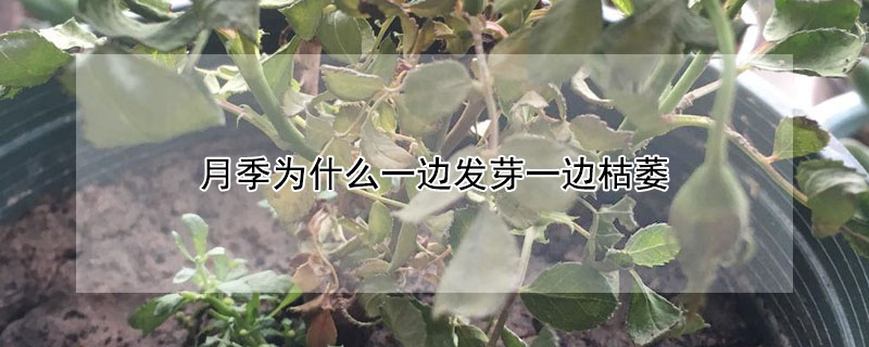 月季為什么一邊發芽一邊枯萎