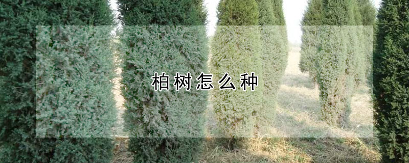 柏樹怎么種