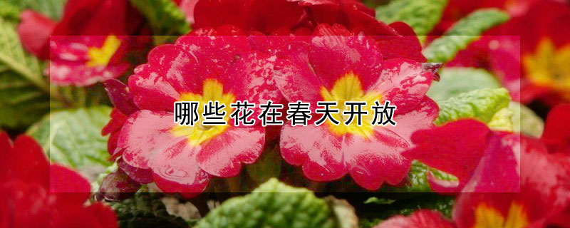 哪些花在春天開放