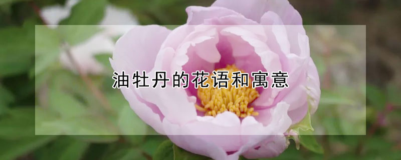 油牡丹的花語和寓意