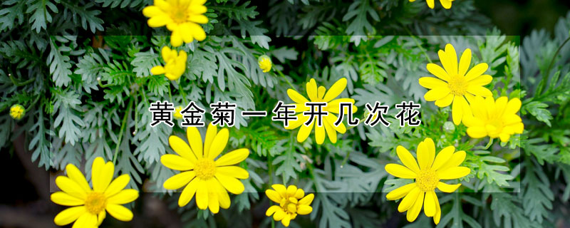 黃金菊一年開(kāi)幾次花