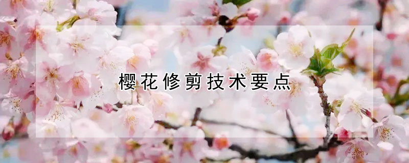 櫻花修剪技術(shù)要點