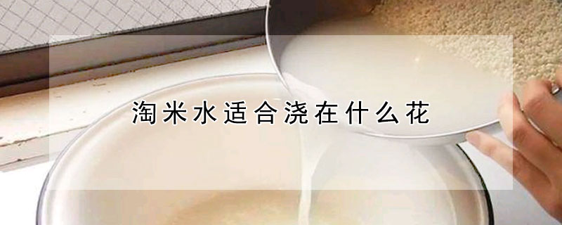 淘米水適合澆在什么花