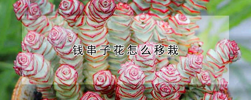 錢串子花怎么移栽