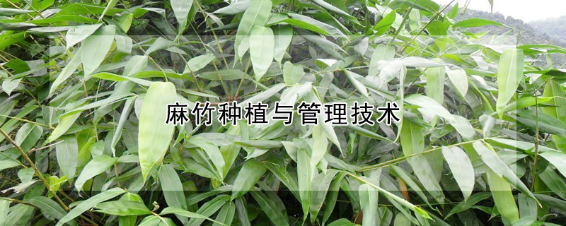 麻竹種植與管理技術(shù)