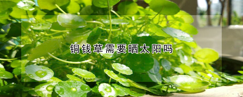 銅錢草需要曬太陽嗎