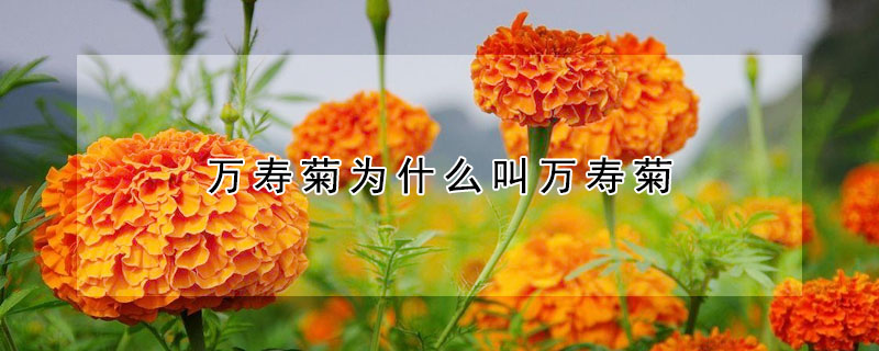 萬(wàn)壽菊為什么叫萬(wàn)壽菊