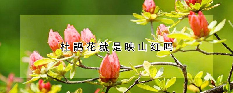 杜鵑花就是映山紅嗎