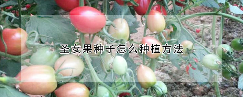 圣女果種子怎么種植方法