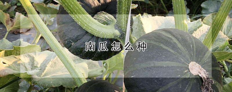 南瓜怎么種