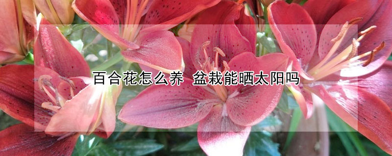 百合花怎么養(yǎng) 盆栽能曬太陽(yáng)嗎