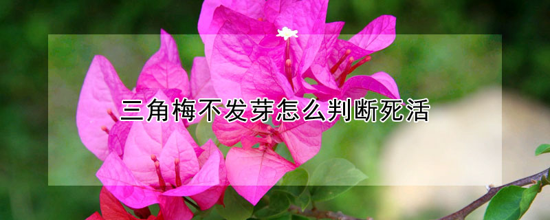 三角梅不發(fā)芽怎么判斷死活