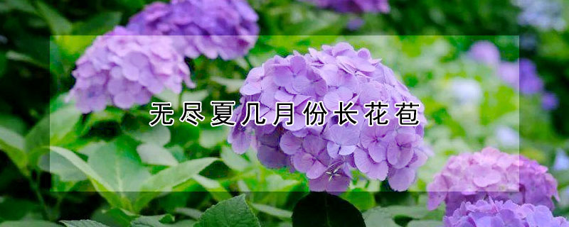 無盡夏幾月份長花苞