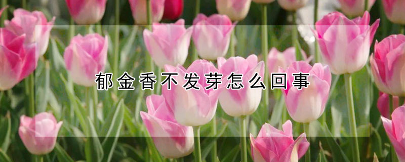 郁金香不發芽怎么回事