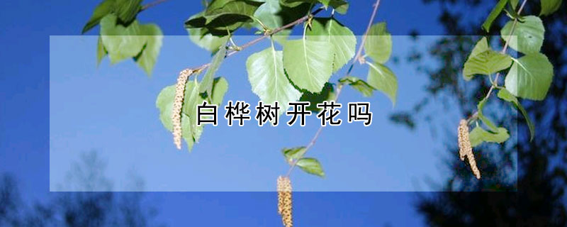 白樺樹開花嗎