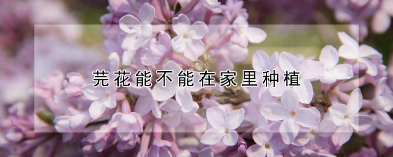 芫花能不能在家里種植