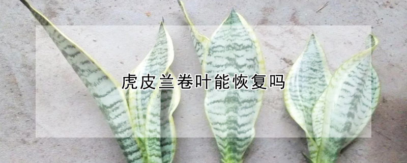 虎皮蘭卷葉能恢復嗎