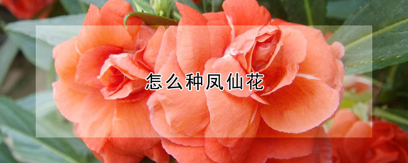 怎么種鳳仙花