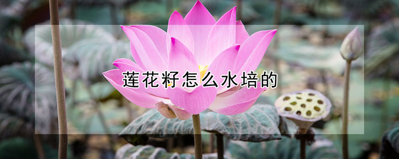 蓮花籽怎么水培的