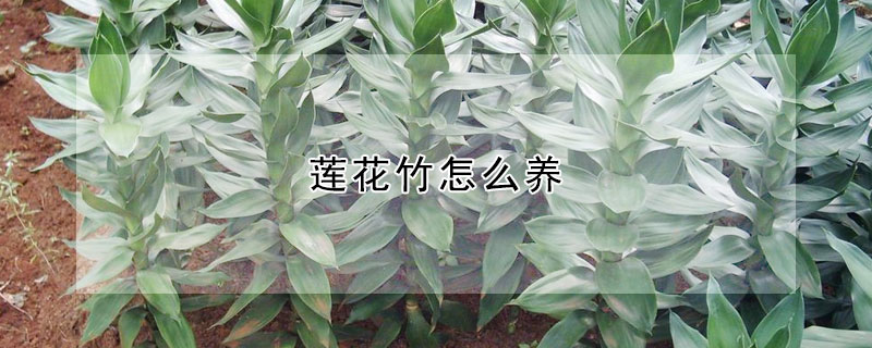 蓮花竹怎么養