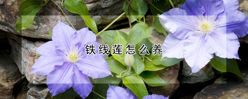 鐵線蓮怎么養(yǎng)