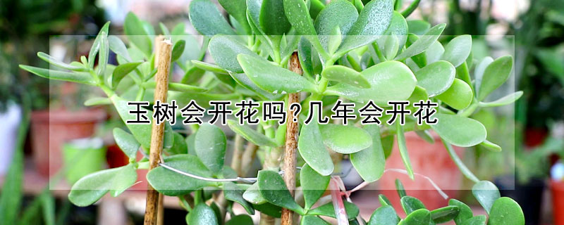 玉樹會開花嗎?幾年會開花