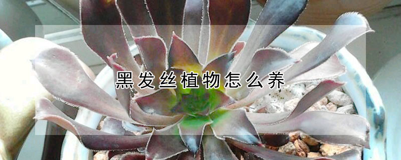 黑發(fā)絲植物怎么養(yǎng)